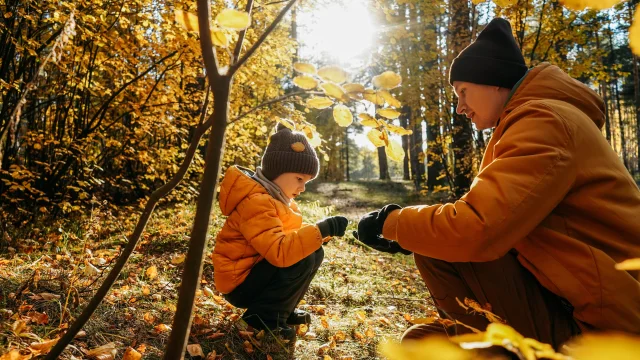 Forêt automne