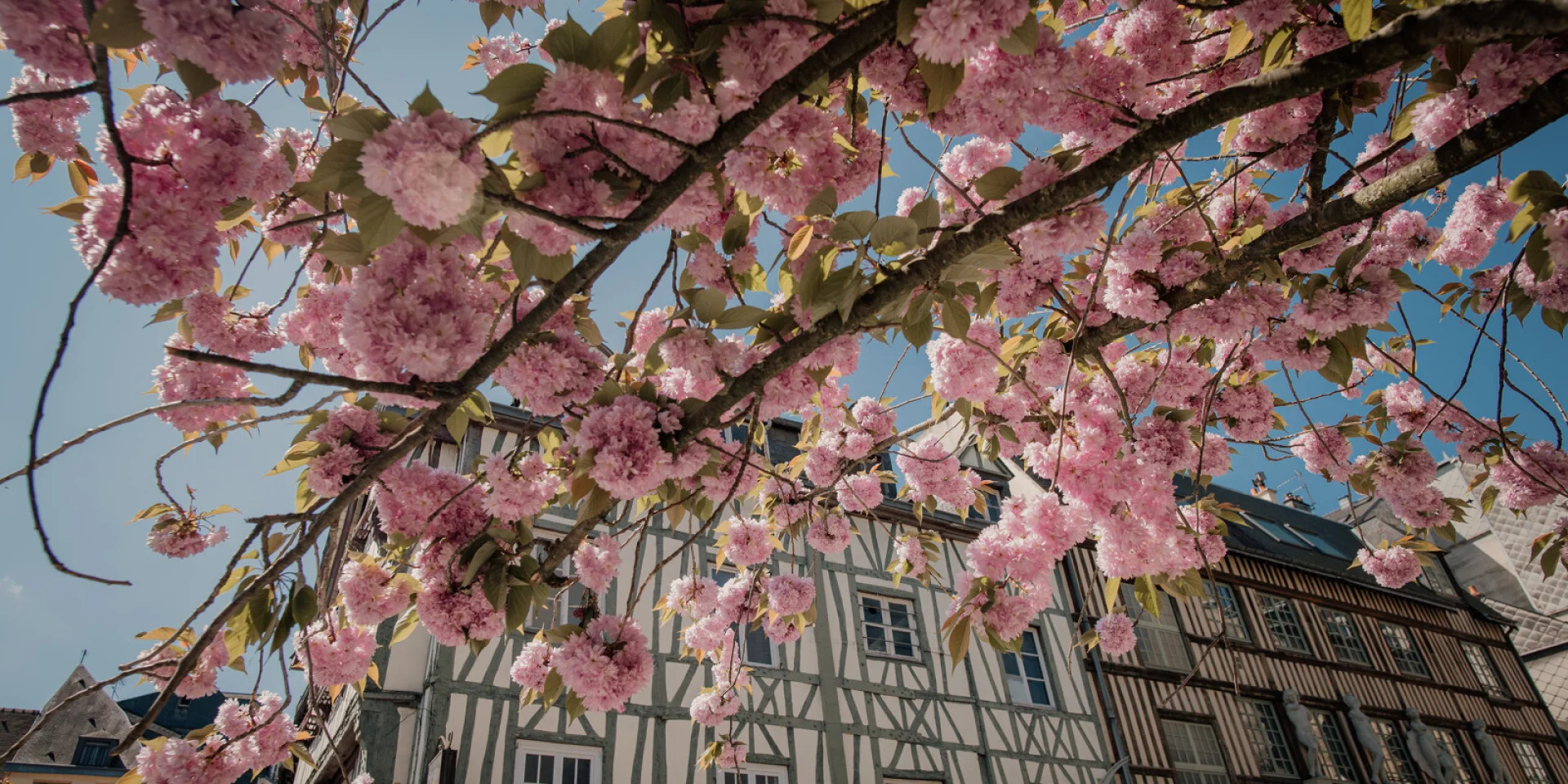 Rouen Lente bloeiende kersenboom Marie Anais Thierry Marie Anais Thierry 24779 1600px