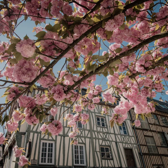 Rouen Au Printemps Cerisier En Fleurs