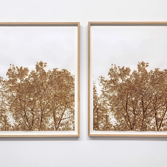 Série Arbres