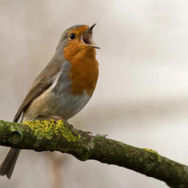 RENCONTRE AVEC LES OISEAUX DE LA CÔTE SAINTE-CATHERINE