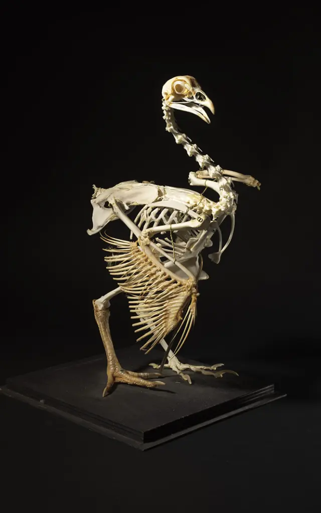 Yohann Deslandes Metropole Rouen Normandie