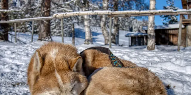 Chien de traineau à Saint-Gervais Mont-Blanc