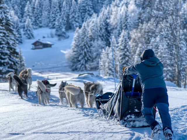 Sled dog Saint-Gervais Mont-Blanc