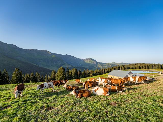 Mucche all'alpeggio di Joux