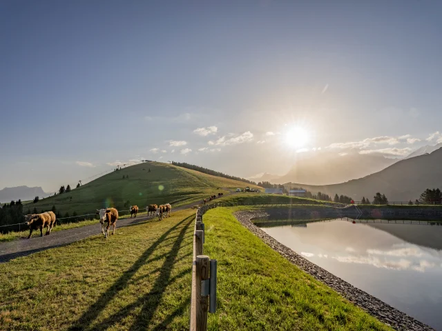 Lac de joux on the Joux mountain pasture
