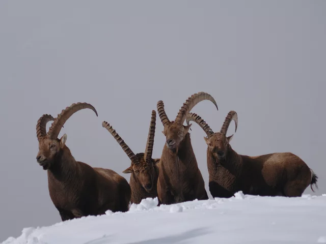 Stambecco nella neve