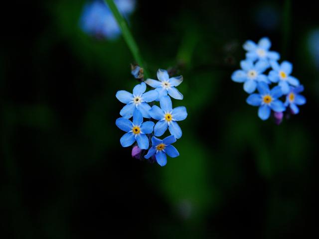 TD68763_0001sg.jpg