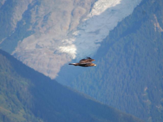 Aquila reale