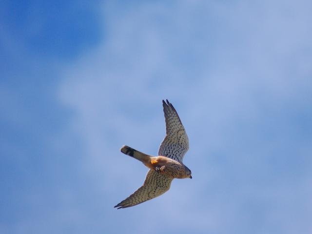 Falco