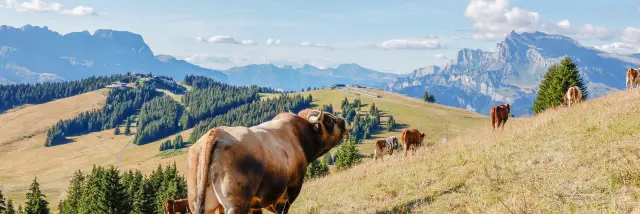 Les alpages sur les pistes de Saint-Gervais Mont-Blanc