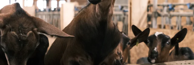 Élevage de chèvre à Saint-Gervais