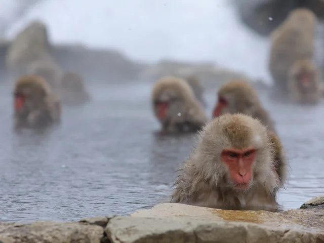 Snow Monkey1