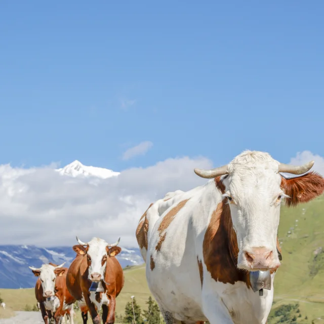 Vache et son troupeau dans les alpages