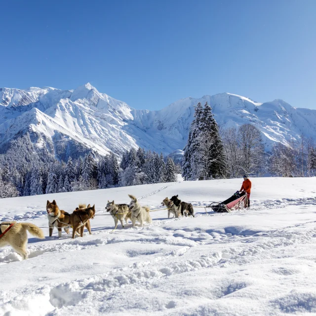 Sortie chien de traineau à Saint-Gervais