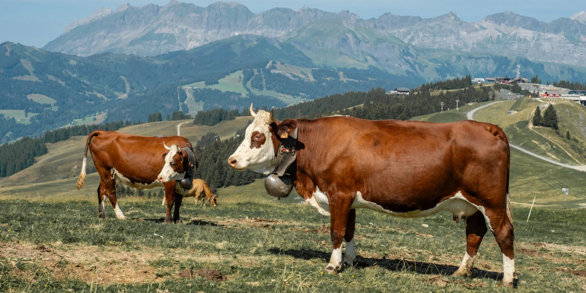 Vaches dans les alpages