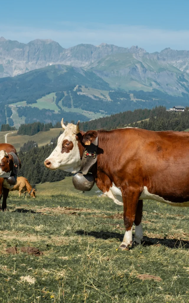 Vaches dans les alpages