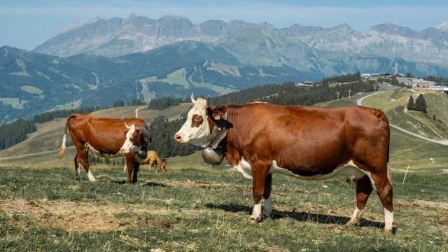 Vaches dans les alpages
