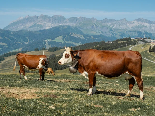 Vaches dans les alpages