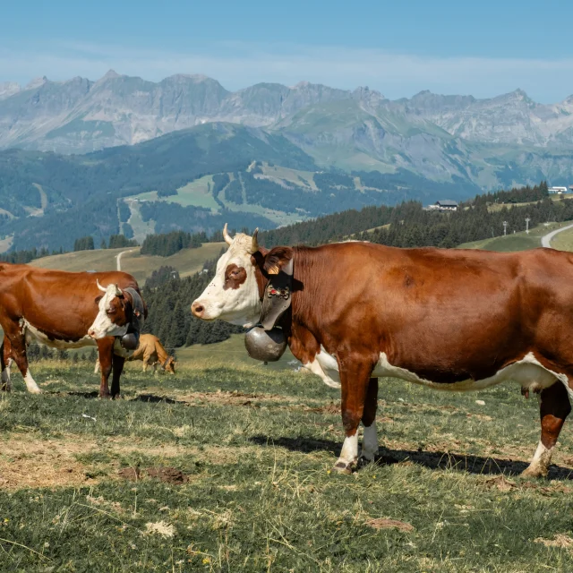 Vaches dans les alpages