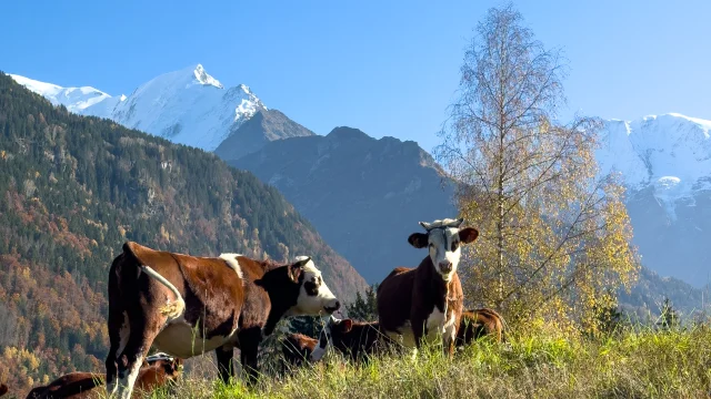 Les dernières vaches d'alpage en automne