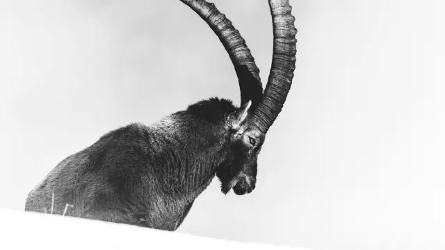 Bouquetin dans la neige