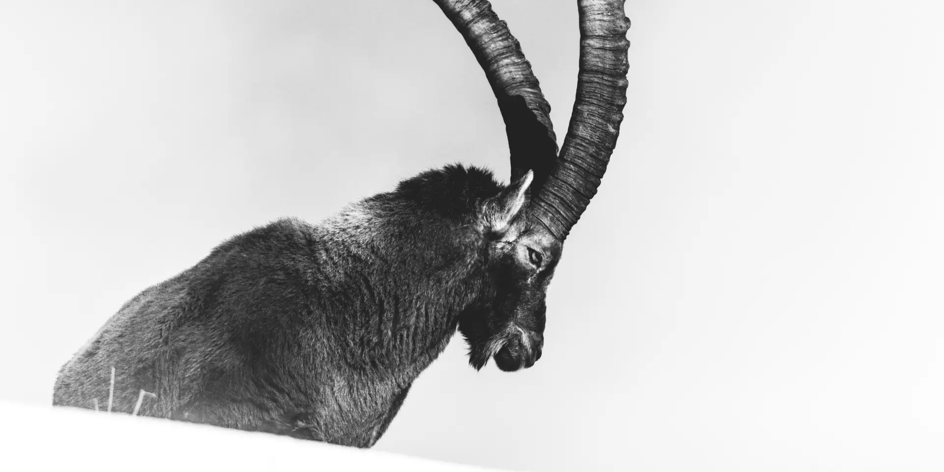 Bouquetin dans la neige