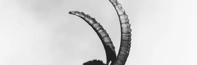 Bouquetin dans la neige