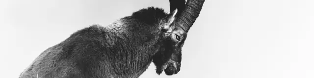 Bouquetin dans la neige