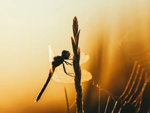 Le monde du vivant et des insectes