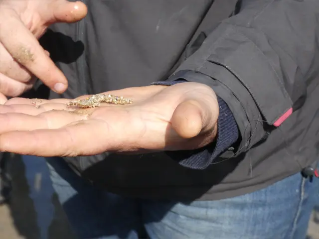 On A Testé Pour Vous Grande Marée Ver De Sable