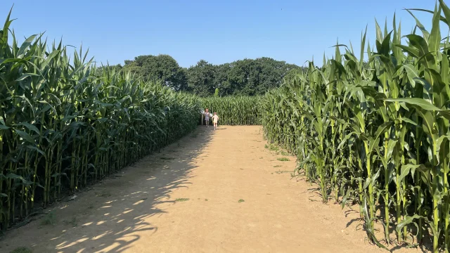Labyrinthe Champ De Maïs Combourg