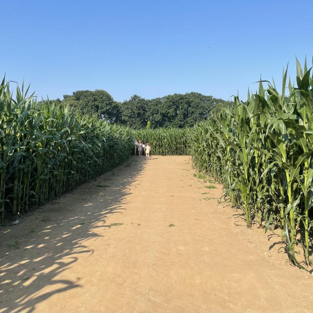 Labyrinthe Champ De Maïs Combourg