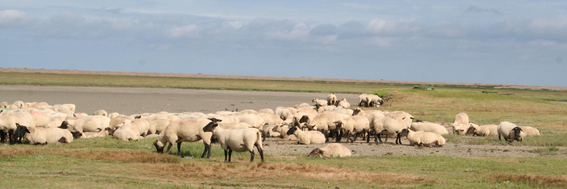 ©smbmsm Sortie Sur Le Banc Des Hermelles Groupe De Moutons 2
