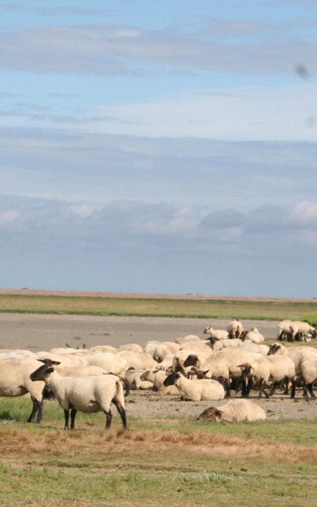 ©smbmsm Sortie Sur Le Banc Des Hermelles Groupe De Moutons 2