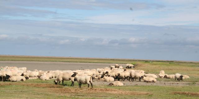 ©smbmsm Sortie Sur Le Banc Des Hermelles Groupe De Moutons 2