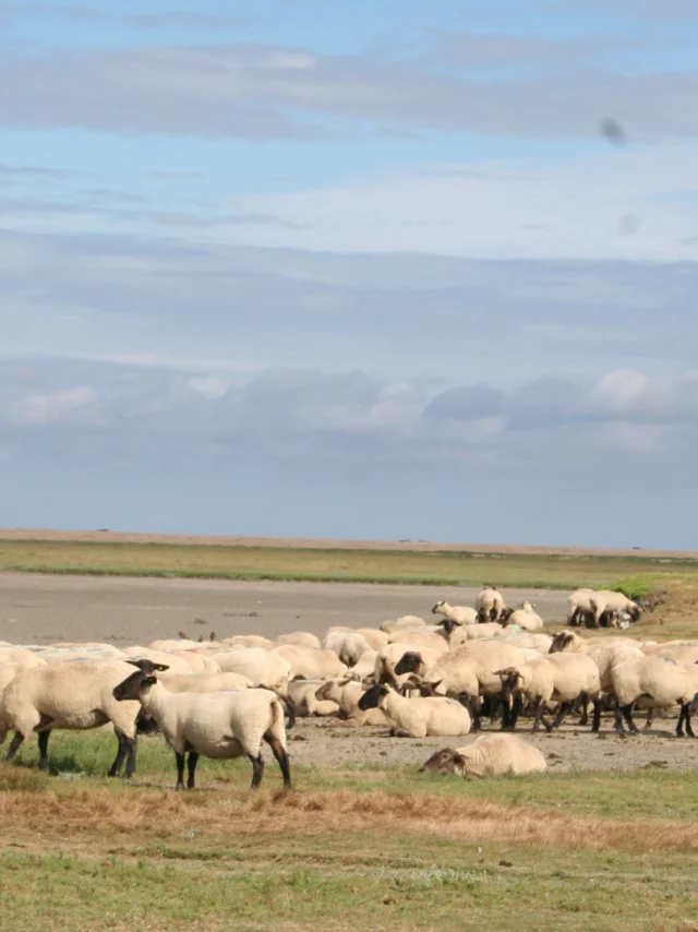©smbmsm Sortie Sur Le Banc Des Hermelles Groupe De Moutons 2
