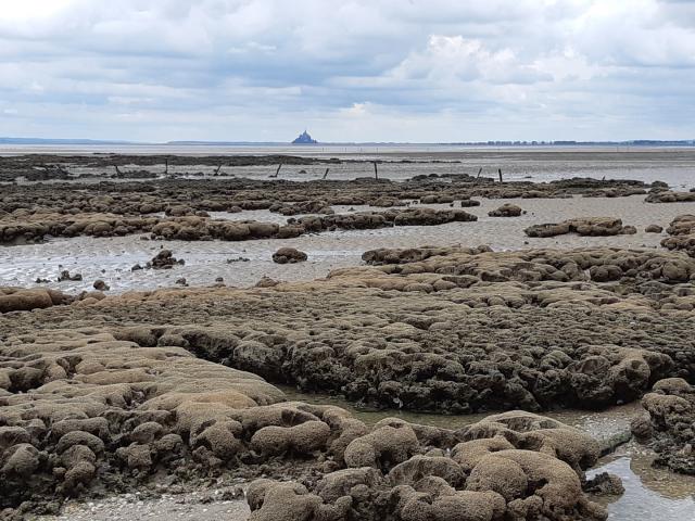 ©smbmsm Sortie Sur Le Banc Des Hermelles Les Hermelles Baie Du Mont Saint M