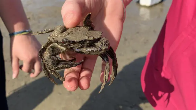 Cancale Eductour Visite Guidee Et Peche A Pied Avec La Maison De La Baie Smbmsm 599