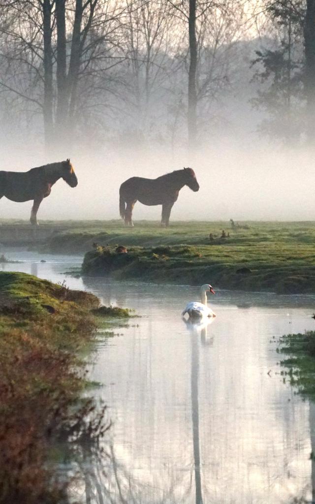 Chevaux Dans La Brume Marais De Sougeal Sougeal Brigitte Nicolas Haugeard 3513