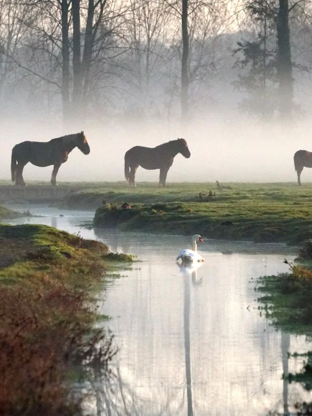 Chevaux Dans La Brume Marais De Sougeal Sougeal Brigitte Nicolas Haugeard 3513