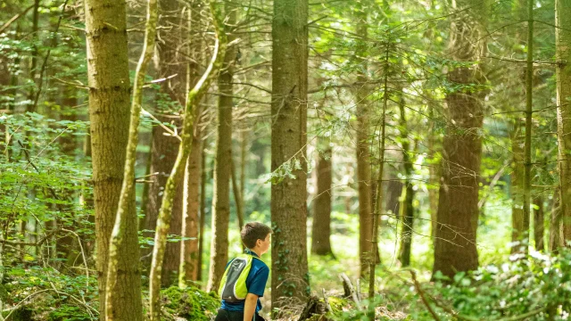 Forêt Broualan