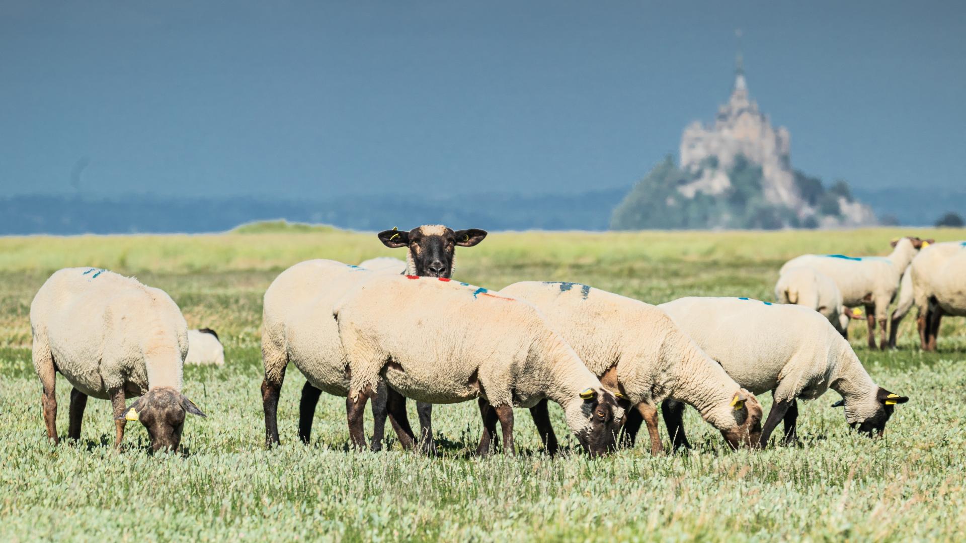 Les Agneaux AOP « Préssalés » du Mont SaintMichel SaintMalo Baie
