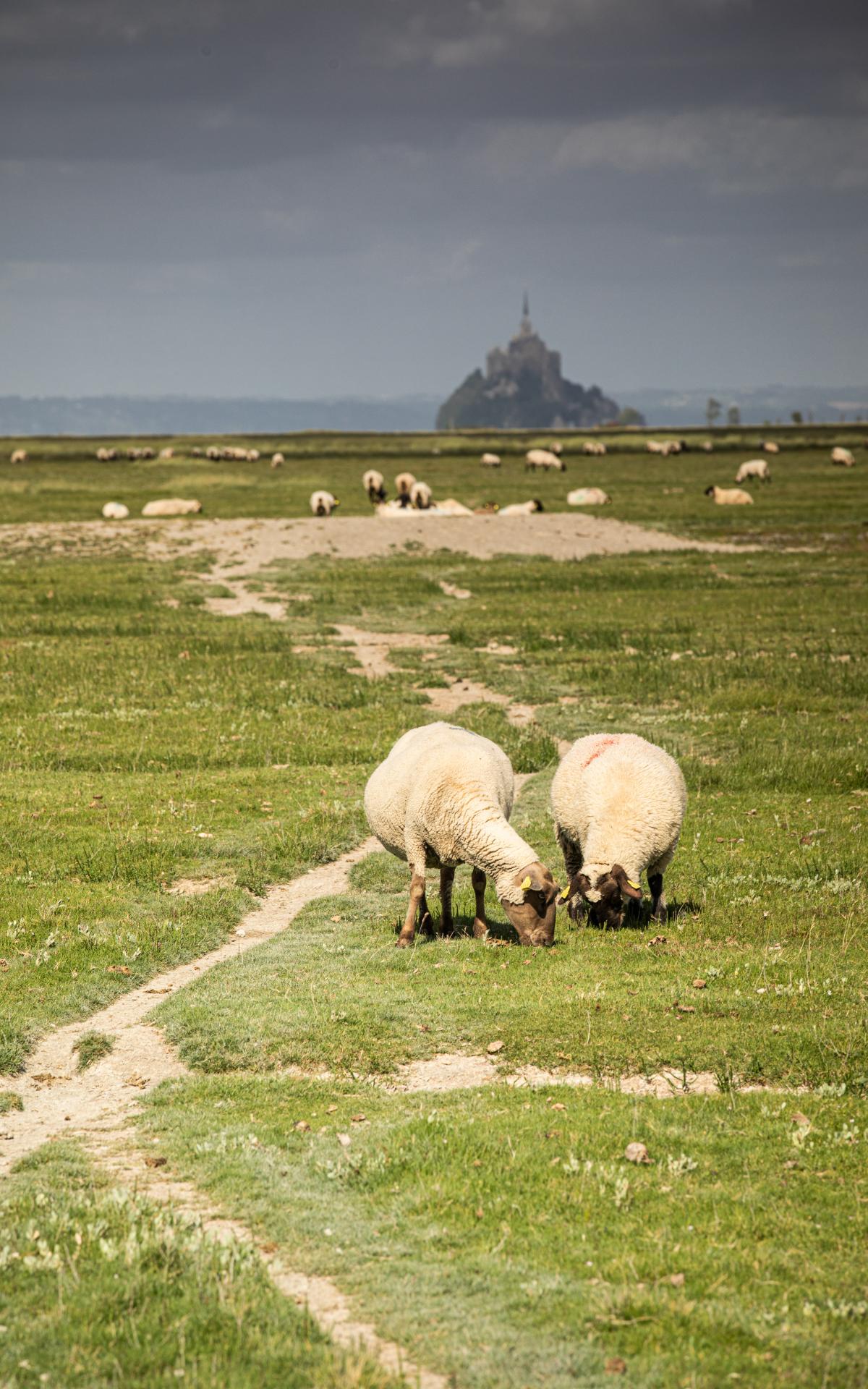 Les Agneaux AOP « Préssalés » du Mont SaintMichel SaintMalo Baie