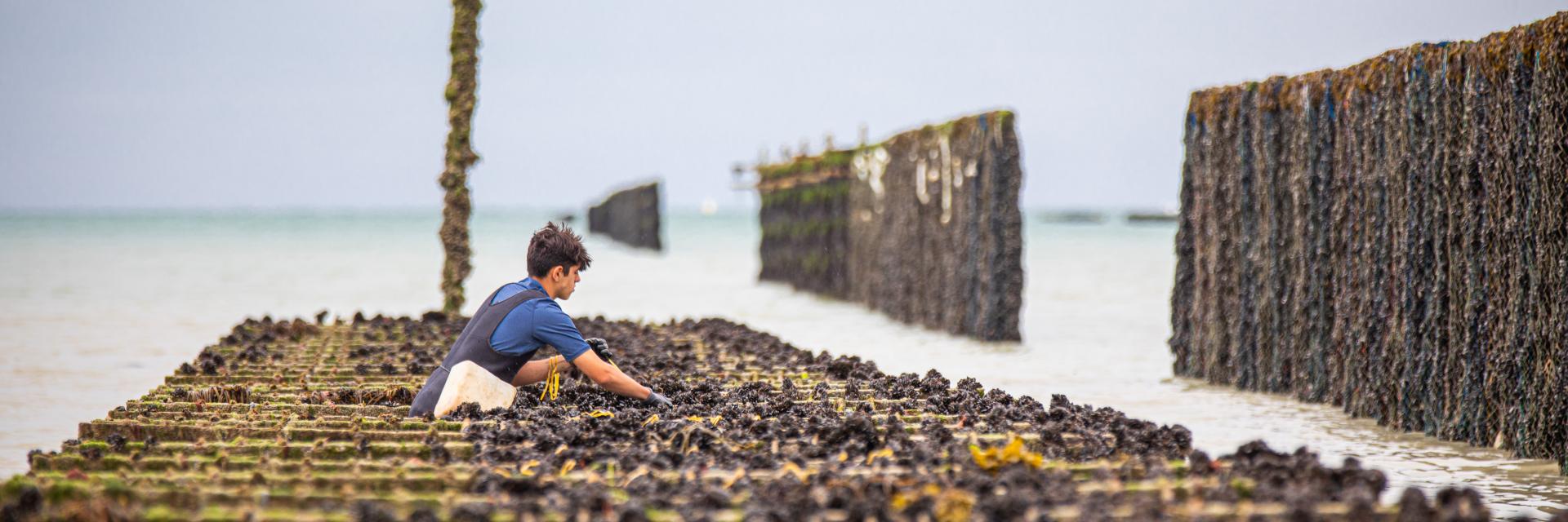mytiliculture Le Vivier Sur Mer