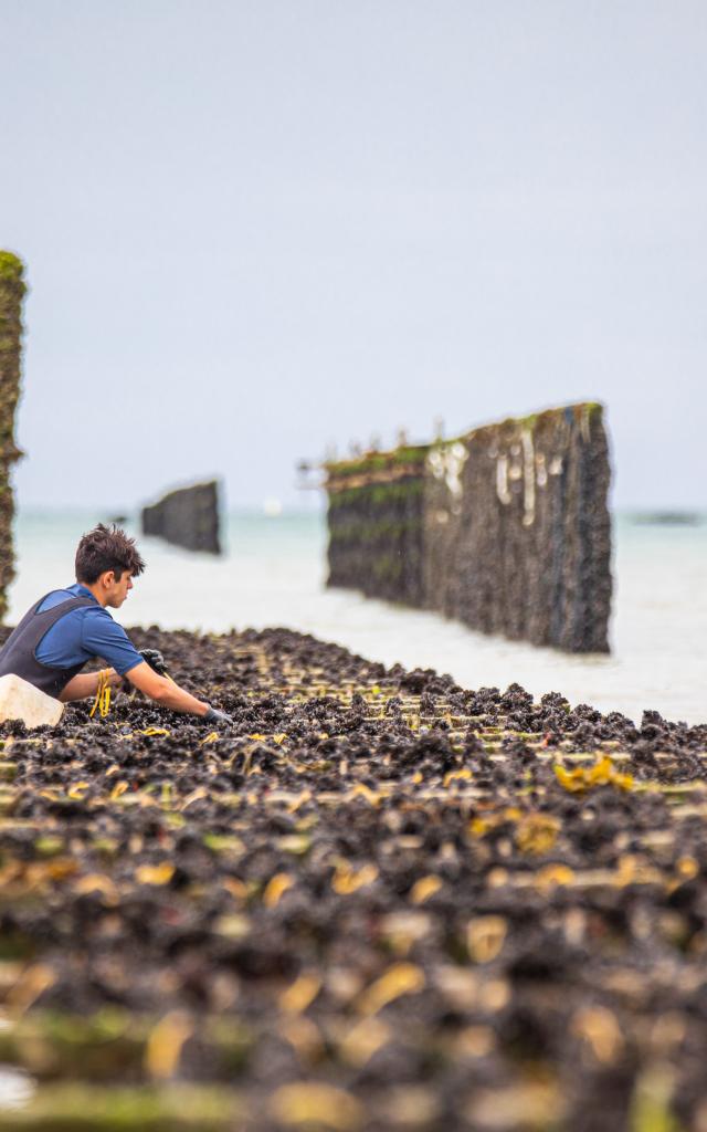 mytiliculture Le Vivier Sur Mer