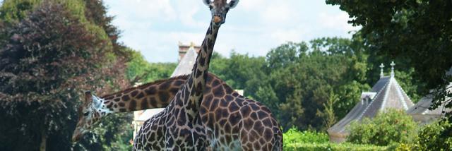 Parques de animales Muévete
