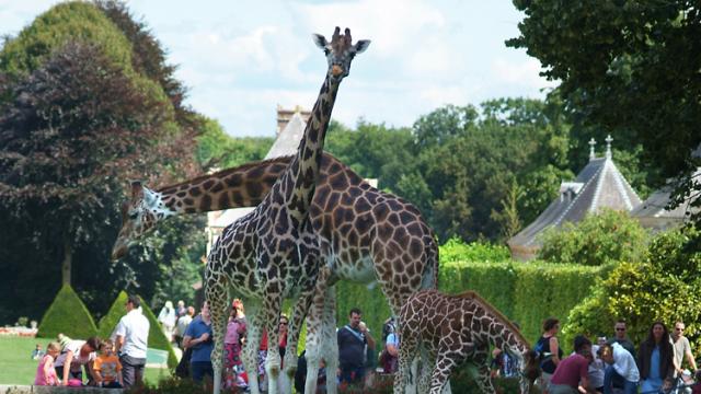 Parcs Animaliers Bouger
