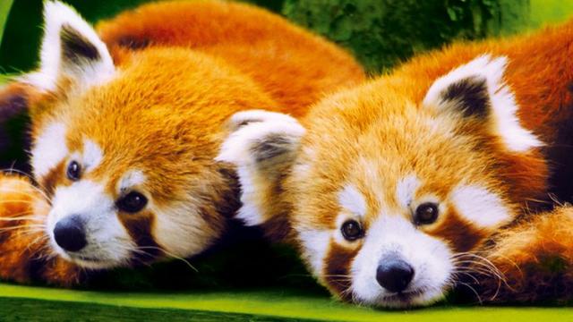 Parcs Animaliers Enfants