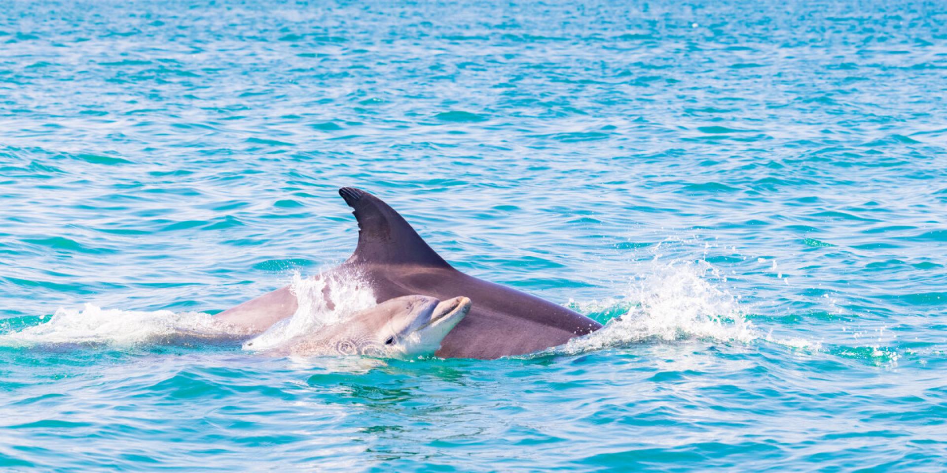 Dauphin_et_son_petit_-_Baie_du_Mont_Saint-Michel_-_Cancale-Loic_Lagarde-671-1200px